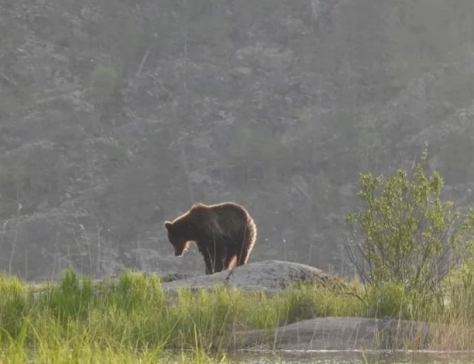 Если рядом зверь. Зоолог Кречмар: кормить медведя – это самоубийство
Если рядом зверь. Зоолог Кречмар: кормить медведя – это самоубийство
