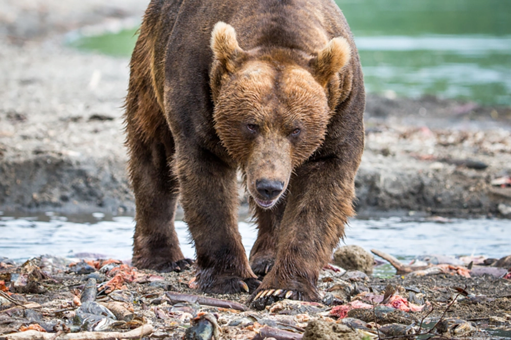 «Они уже раскапывают могилы». Почему встреч с медведями стало больше?
«Они уже раскапывают могилы». Почему встреч с медведями стало больше?