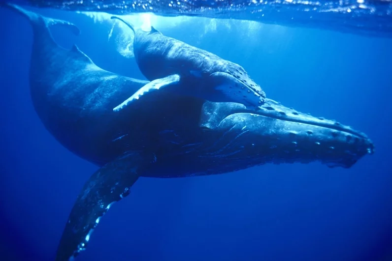 «Мы едва не сошли с ума». Косатки-убийцы атакуют яхты у берегов Европы
«Мы едва не сошли с ума». Косатки-убийцы атакуют яхты у берегов Европы