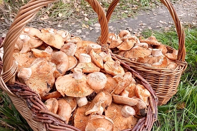 Рыжики грибы – фото, описание и как не перепутать с ложными Рыжики грибы – фото, описание и как не перепутать с ложными