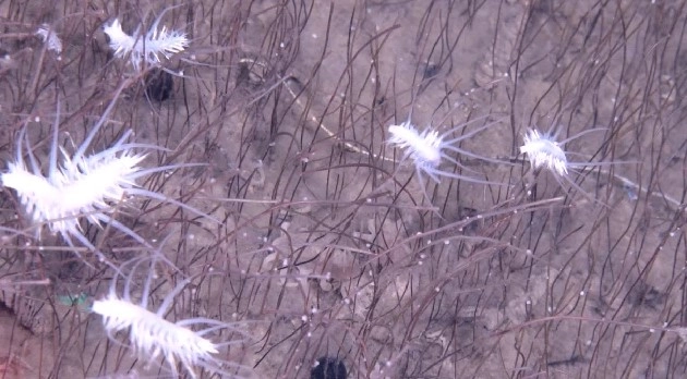 Экзотика океана. Китайский аппарат нашёл у Камчатки необычную форму жизни
Экзотика океана. Китайский аппарат нашёл у Камчатки необычную форму жизни