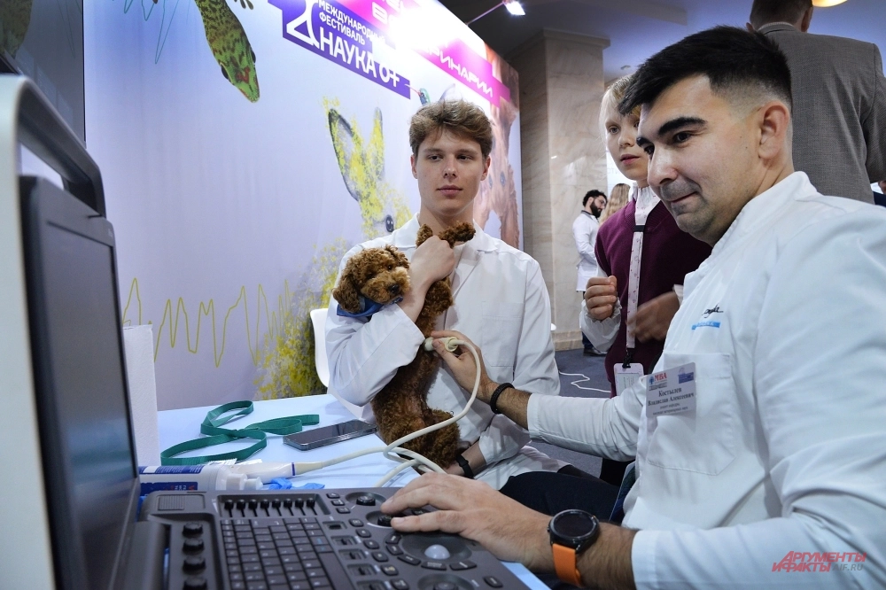 
        Обработать шкуру, спасти кошку. Чем заняться на фестивале «Наука 0+»    