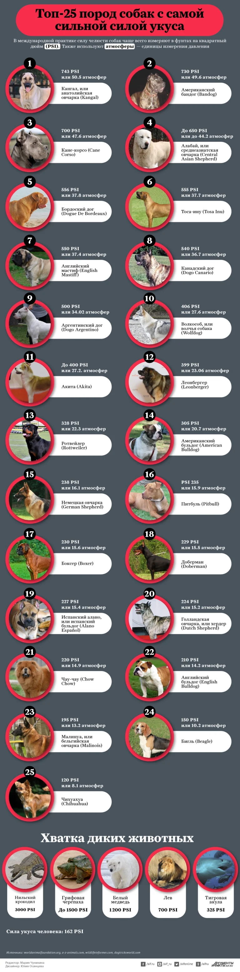 Топ-25 пород собак с самой сильной силой укуса. Инфографика