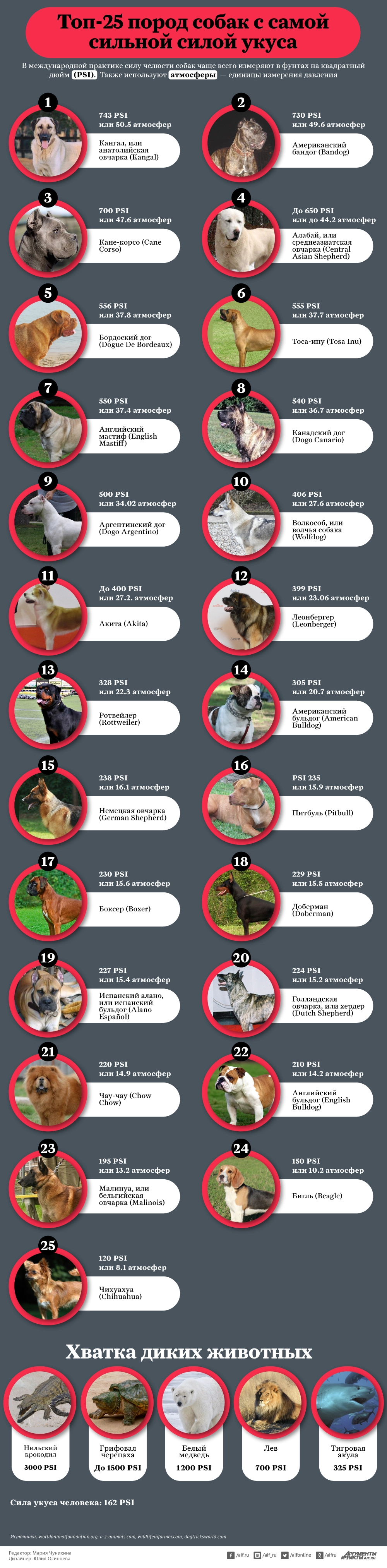 Топ-25 пород собак с самой сильной силой укуса. Инфографика Топ-25 пород собак с самой сильной силой укуса. Инфографика