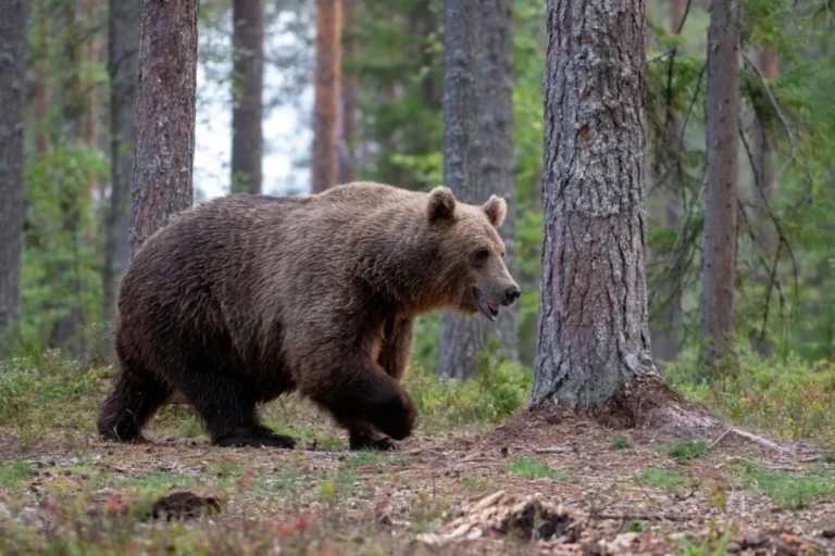 Зверь у порога. Зоолог Кречмар объяснил, как узнать, что рядом есть медведь
