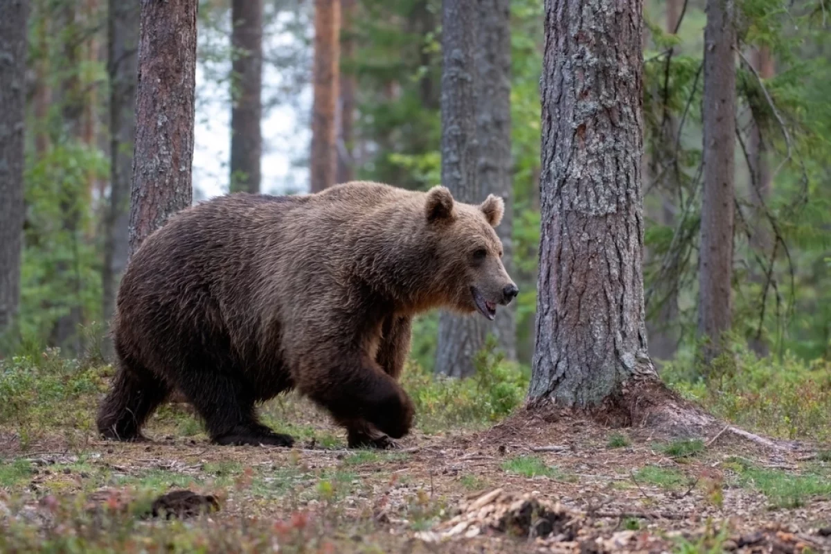 Зверь у порога. Зоолог Кречмар объяснил, как узнать, что рядом есть медведь
Зверь у порога. Зоолог Кречмар объяснил, как узнать, что рядом есть медведь