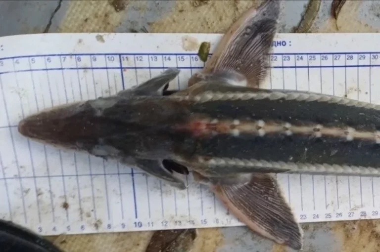 В Азовском море обнаружили шипа, считавшегося исчезнувшим более 70 лет