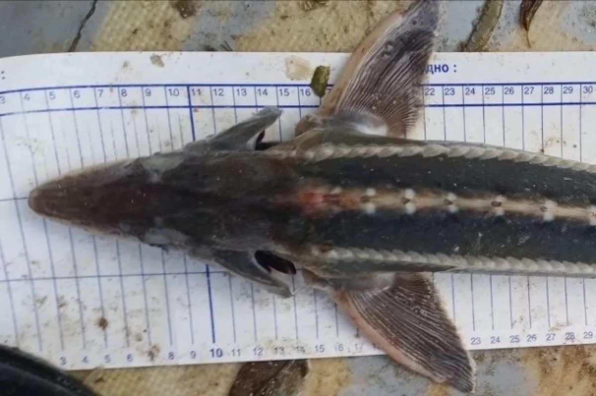 В Азовском море обнаружили шипа, считавшегося исчезнувшим более 70 лет
В Азовском море обнаружили шипа, считавшегося исчезнувшим более 70 лет