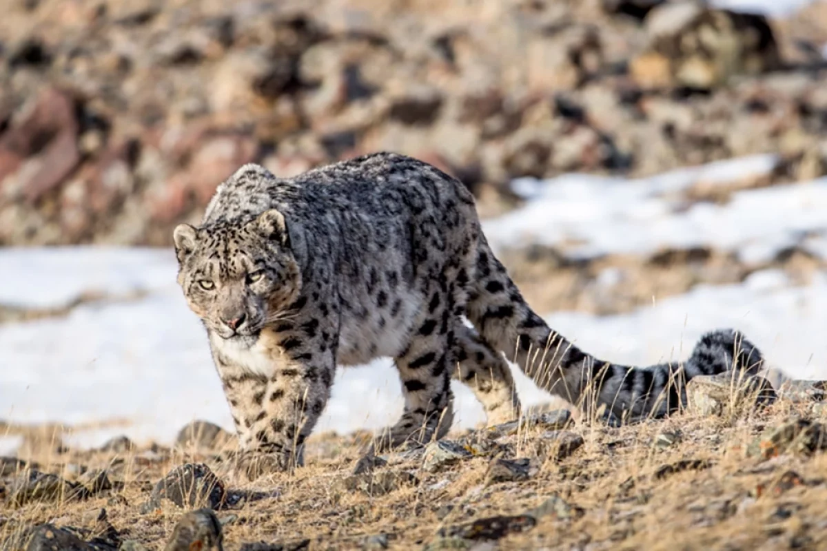 Хищная грация. Уникальный кадр-финалист «Первозданной России»
Хищная грация. Уникальный кадр-финалист «Первозданной России»