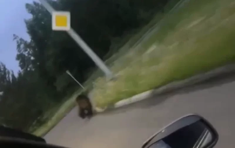 Зверь у порога. Зоолог Кречмар объяснил, как узнать, что рядом есть медведь
Зверь у порога. Зоолог Кречмар объяснил, как узнать, что рядом есть медведь