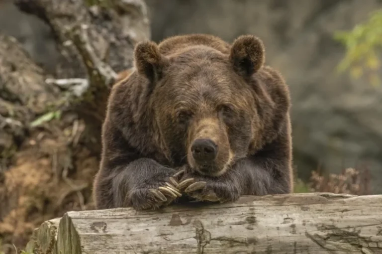 Почем дичь? Медведи становятся защищённее людей