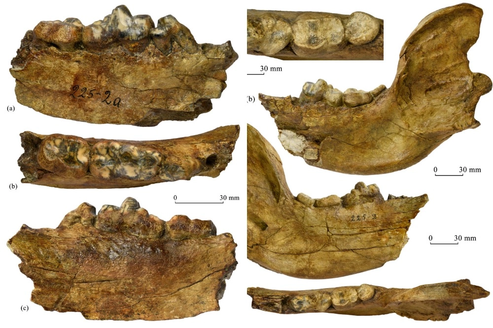 Уракан Борисяка. В России найден гигантский «штормовой медведь»
Уракан Борисяка. В России найден гигантский «штормовой медведь»