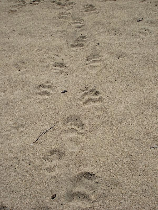 Зверь у порога. Зоолог Кречмар объяснил, как узнать, что рядом есть медведь
Зверь у порога. Зоолог Кречмар объяснил, как узнать, что рядом есть медведь