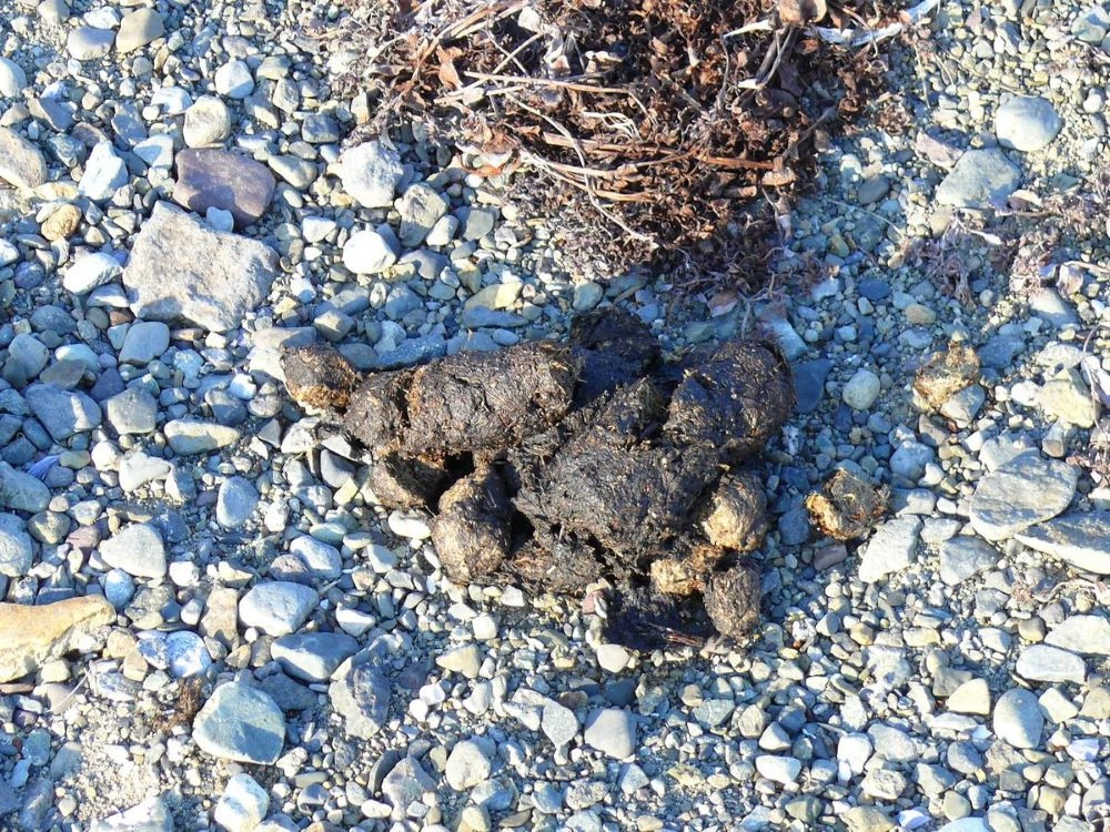 Зверь у порога. Зоолог Кречмар объяснил, как узнать, что рядом есть медведь
Зверь у порога. Зоолог Кречмар объяснил, как узнать, что рядом есть медведь