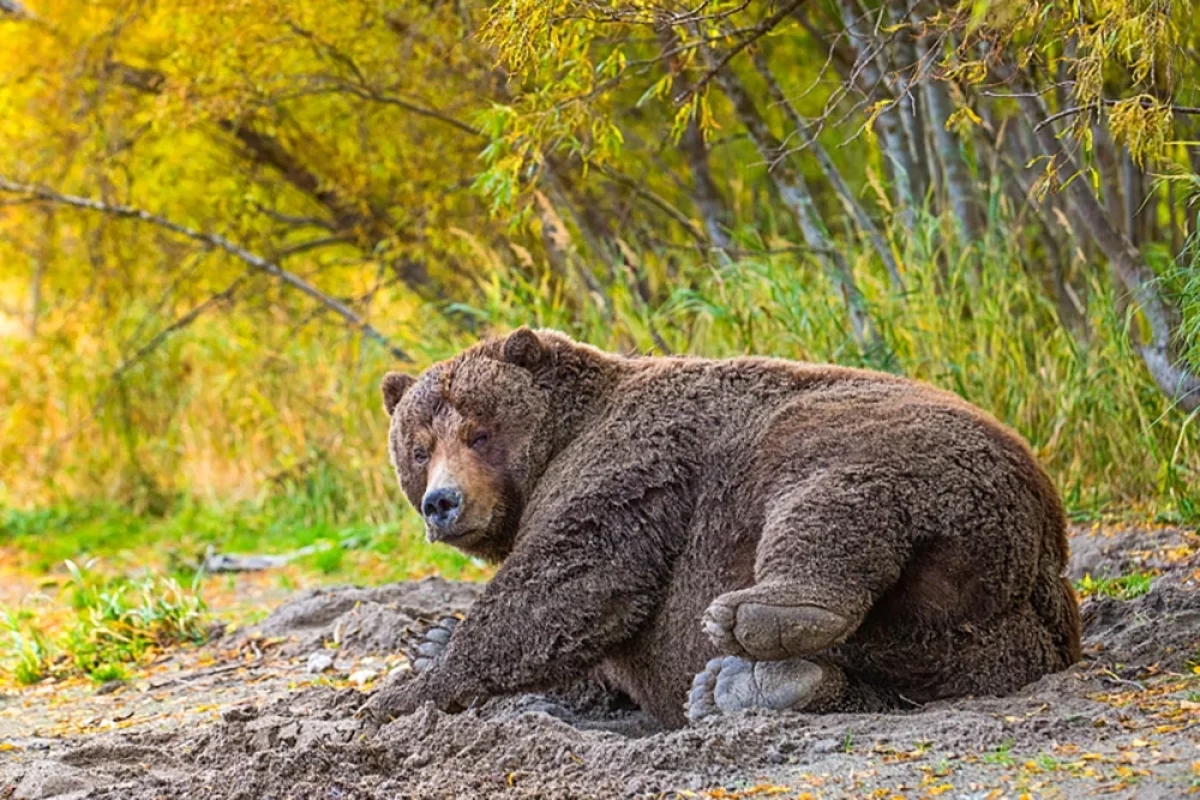 Обманчиво спокойная Пышка. История одного кадра мастера
Обманчиво спокойная Пышка. История одного кадра мастера