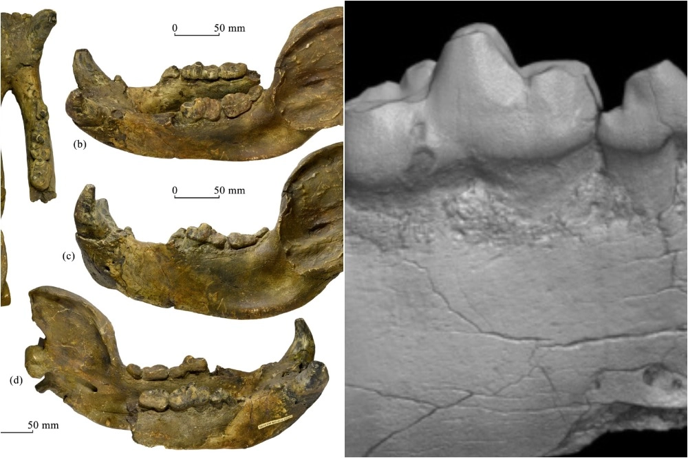 Уракан Борисяка. В России найден гигантский «штормовой медведь»
Уракан Борисяка. В России найден гигантский «штормовой медведь»