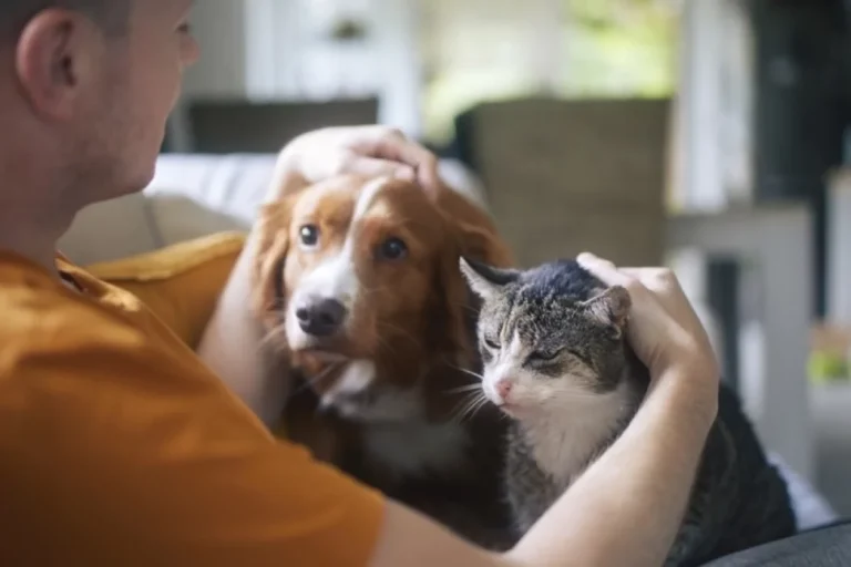 Лохматый вопрос. Допуск к содержанию кошек и собак может появиться в России