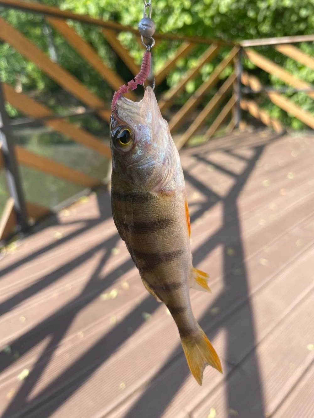 Удочка спать мешает. Зачем идти на рыбалку рано утром
Удочка спать мешает. Зачем идти на рыбалку рано утром